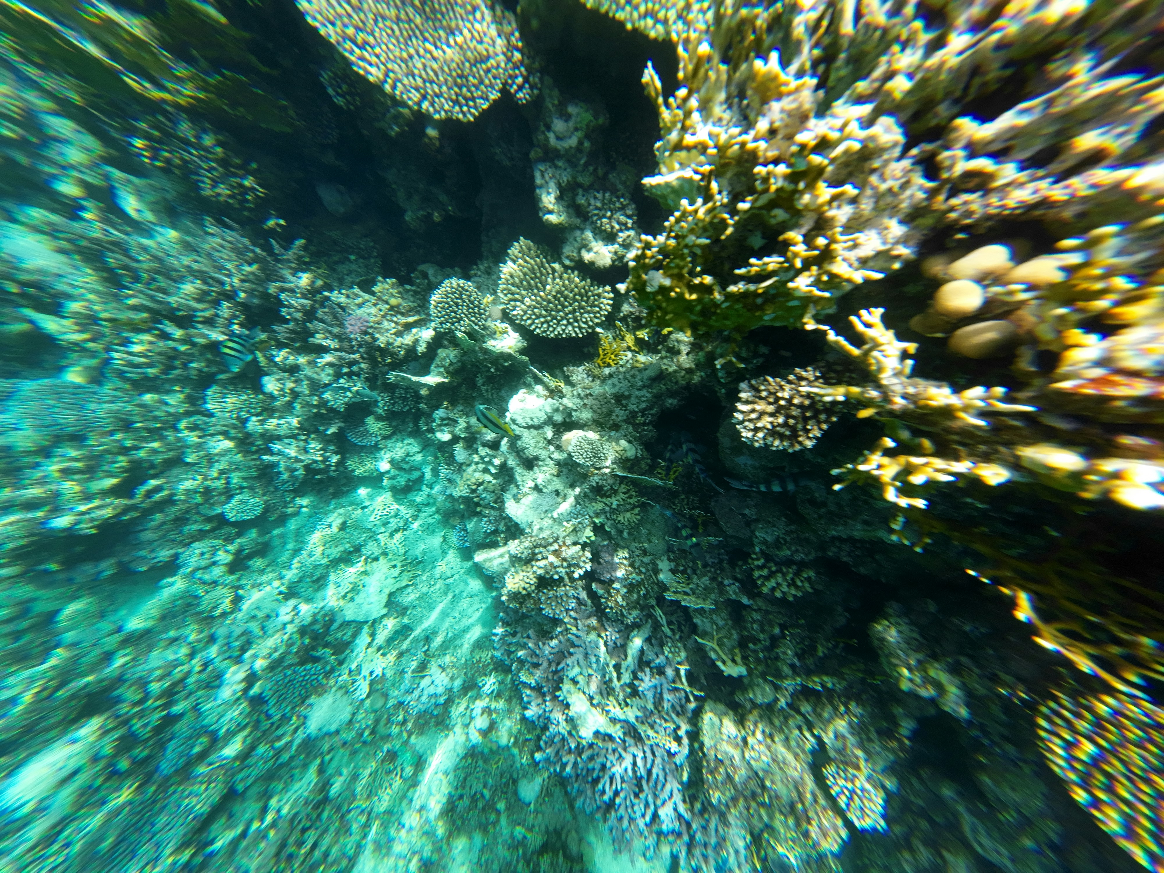 Jemeluk Bay Snorkeling