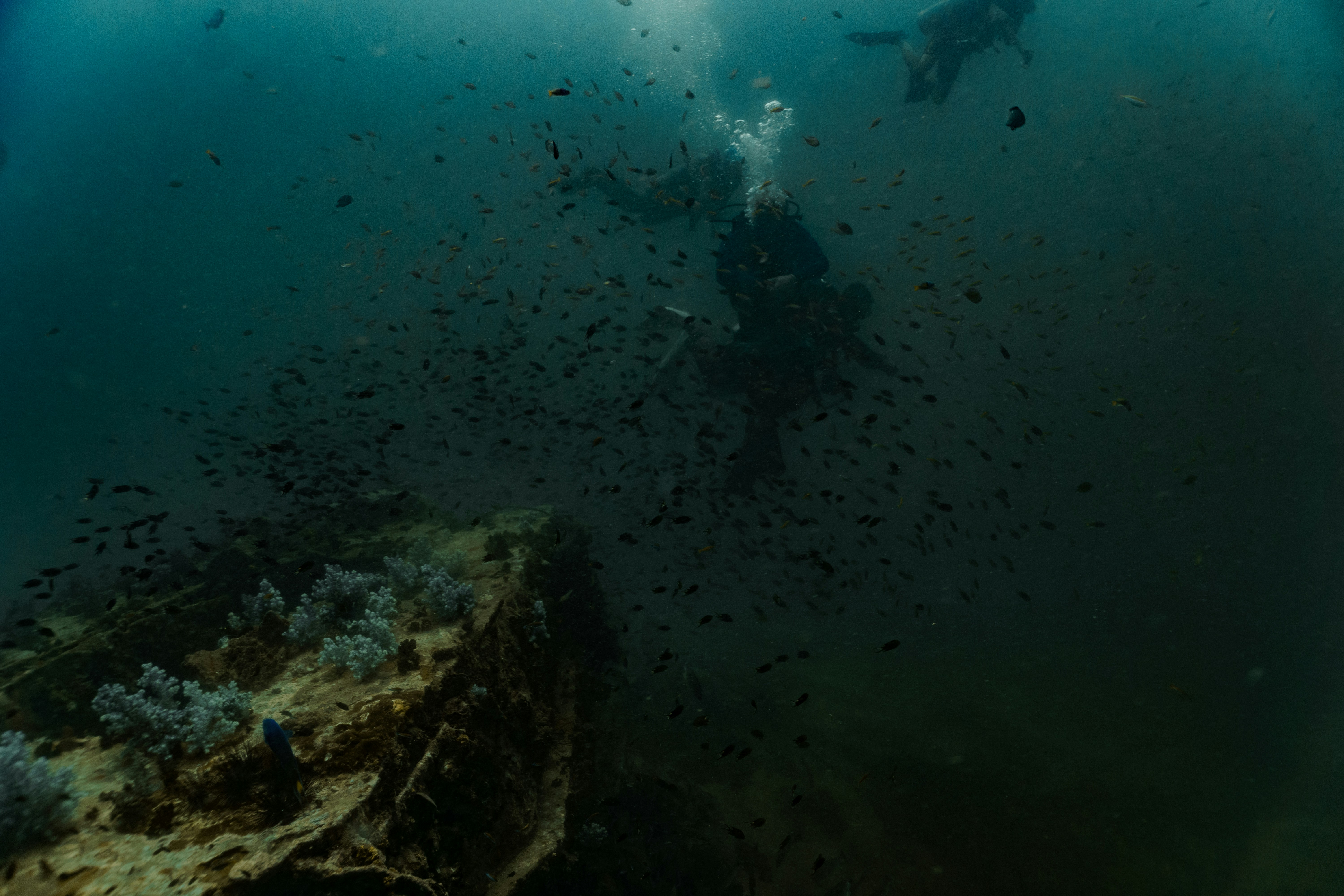 USAT Liberty Wreck Snorkeling Adventure